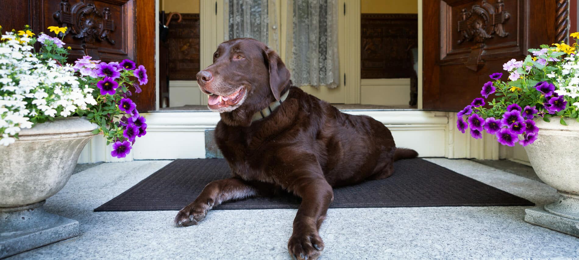 brown labrador retriever laying on mat at front door with flowers in pots on both sides