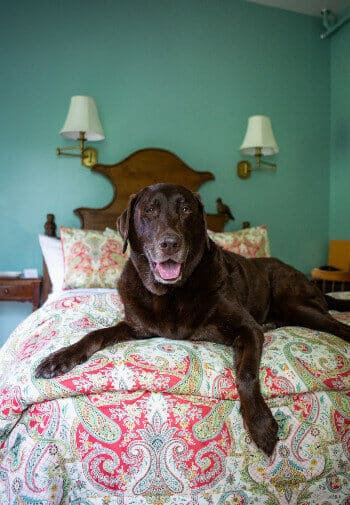 brown labrador retriever laying on twin bed facing camera, green walls with two lights hanging above bed behind
